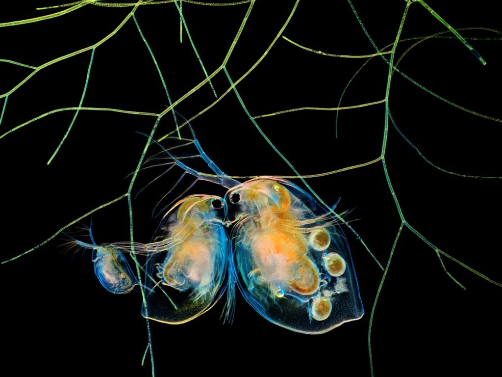 Water fleas (Daphnia) and algae