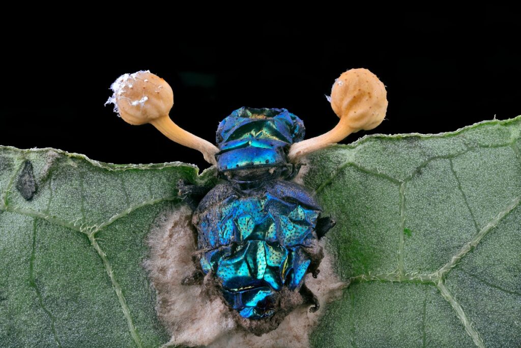 Parasitic fungus (Cordycipitaceae) on a fly (Calliphoridae)