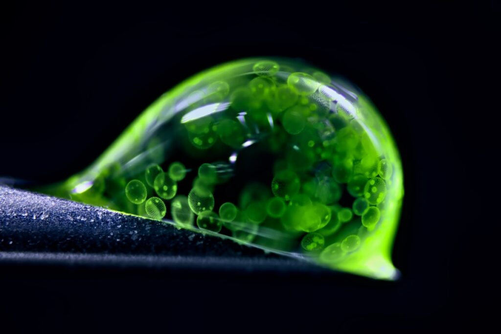 Colonial algae (Volvox) spheres in a drop of water