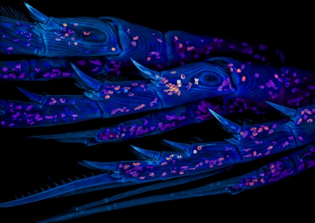 Marine copepod