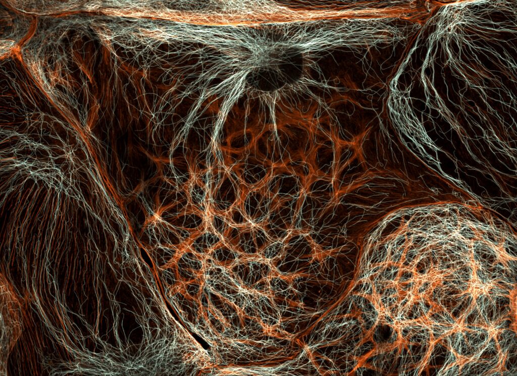 Rat liver cells