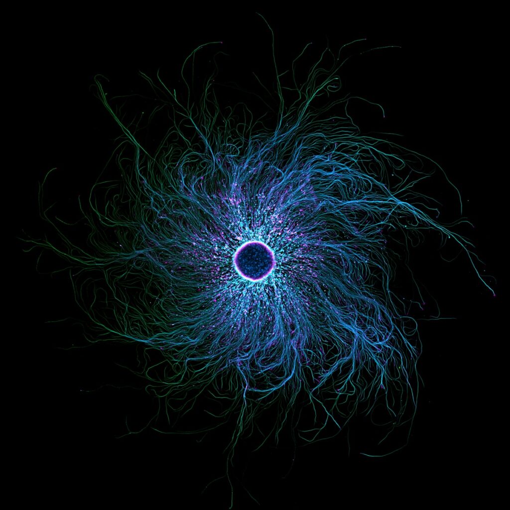 iPSC-derived sensory neurons labelled to show tubulin and actin