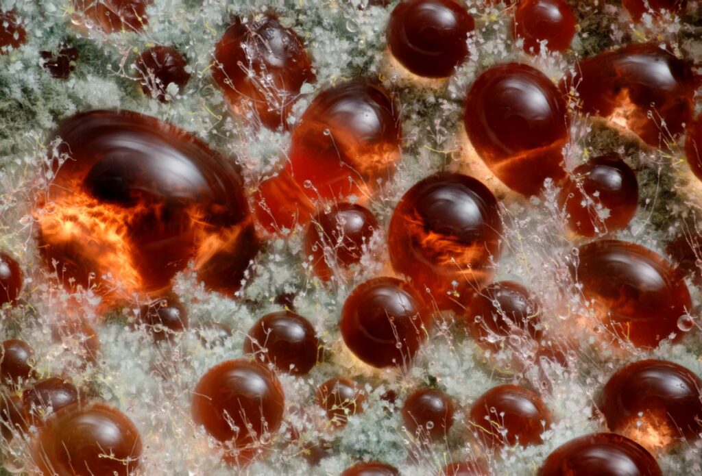 A fungus (Talaromyces purpureogenus) known for its red, diffused pigment