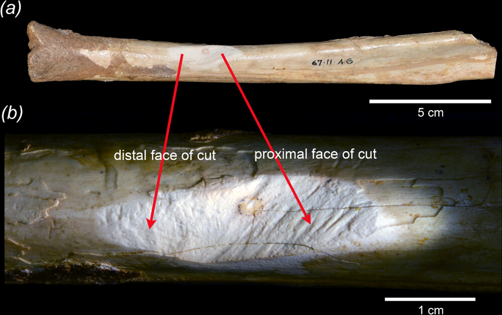 a photo of a fossil bone with a shallow chunk cut out of it