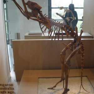 The skeleton of a large short-faced kangaroo stands in a display case.