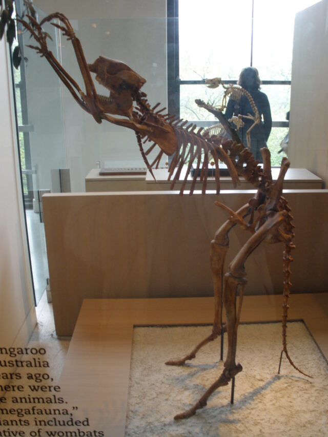 The skeleton of a large short-faced kangaroo stands in a display case.
