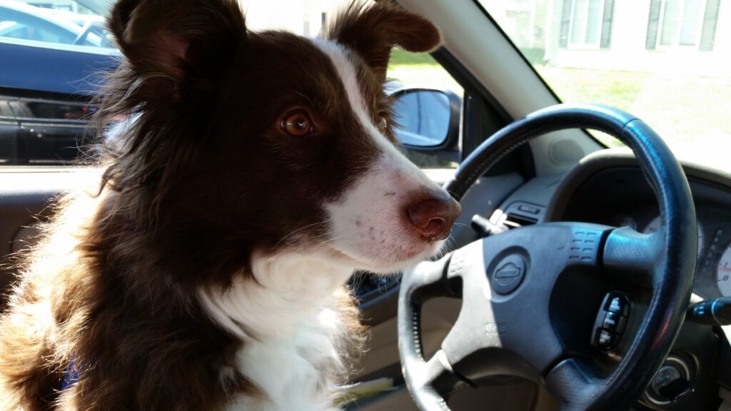 A red and white border collie in the driver's seat of a car. He's not even looking at the road.