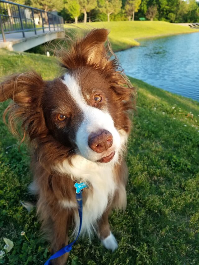 A red and white border collie at the park