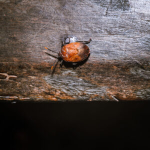Image of a dark brown wooden beam with a round orange bug on it.