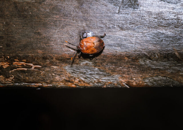 Some stinkbugs’ legs carry a mobile fungal garden