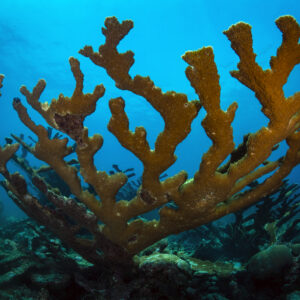 An underwater scene with a turquoise background. In the foreground is a brown coral with large, flat, branching lobes.