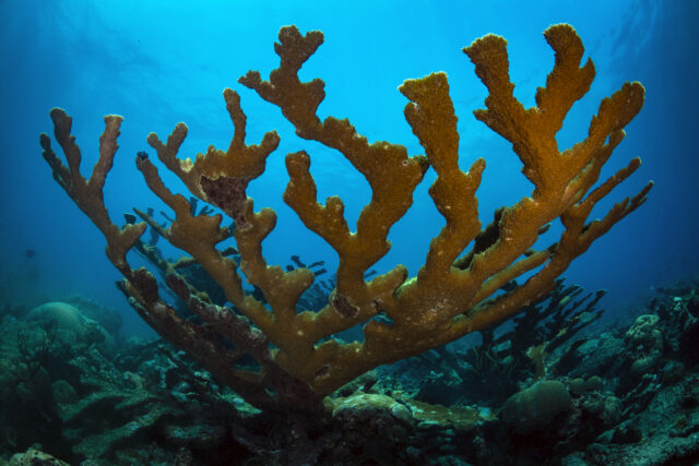 Corals survived past climate changes by retreating to the deeps