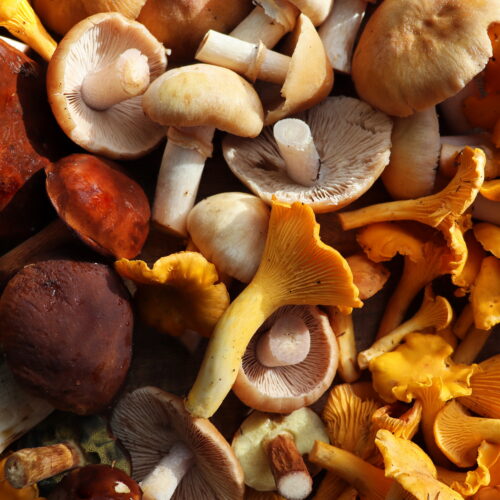 Mushroom foragers collect 160 species for food, medicine, art, and science