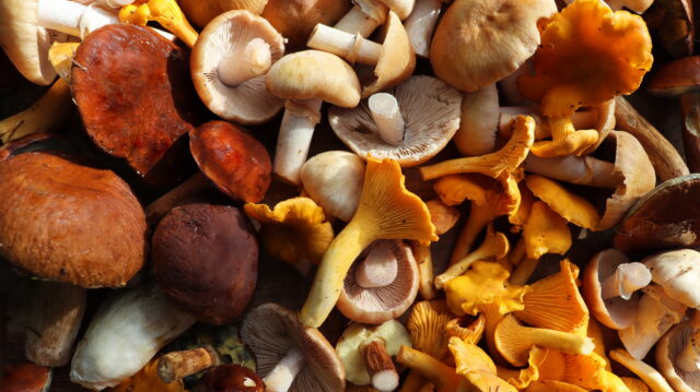 Mushroom foragers collect 160 species for food, medicine, art, and science
