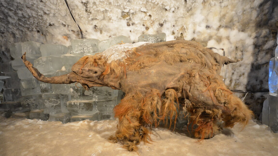 World’s oldest RNA extracted from ice age woolly mammoth