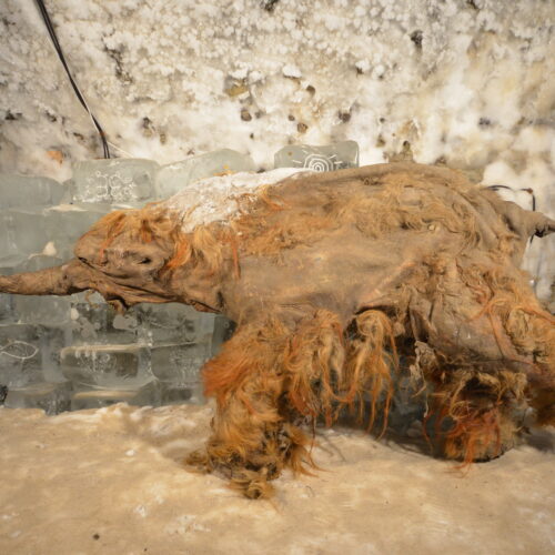 World’s oldest RNA extracted from Ice Age woolly mammoth