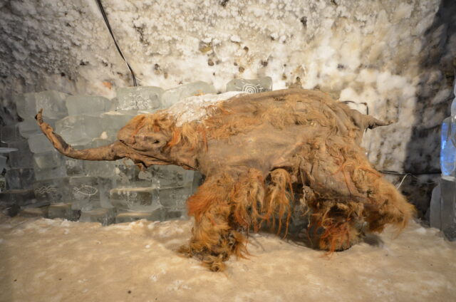 Image of a small, badly damaged mammoth, showing long reddish brown fur.