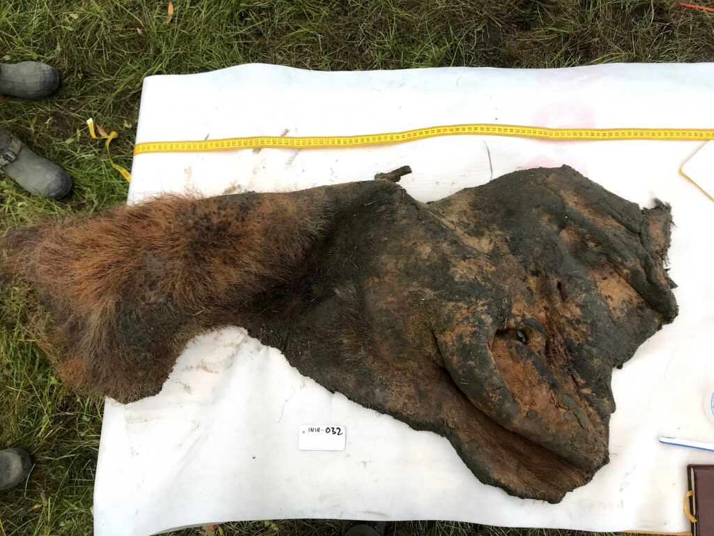 World’s oldest RNA extracted from Ice Age woolly mammoth - Ars Technica