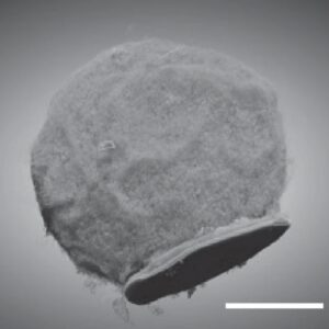 greyscale image of a rough, largely spherical object with one end pushed up against a small, flat disk.