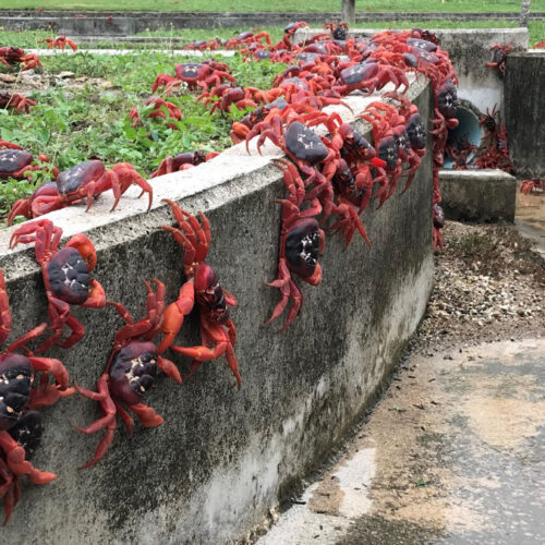 Google plans secret AI military outpost on tiny island overrun by crabs