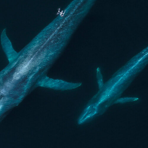Flying with whales: Drones are remaking marine mammal research