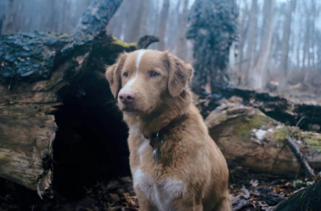 adorale golden furred dog in the woods with a concerned look on its face