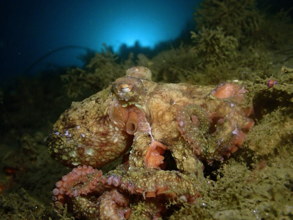 An octopus camouflages itself with the seafloor.