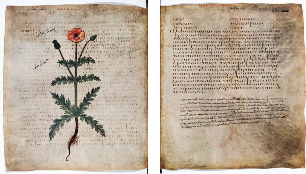 Papaver somnifera entry in a facsimile of the ca. 515 CE Anicia Juliana Codex of De materia medica by Dioscorides.