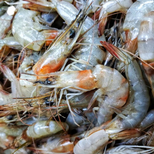 “It’s only a matter of time before people die”: Trump cuts hit food inspections