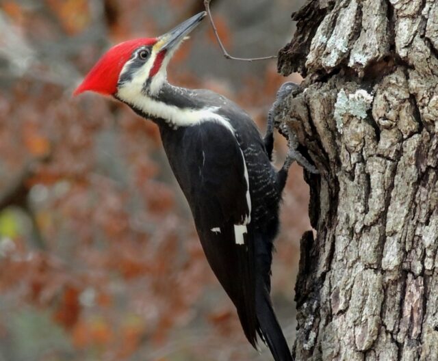 A male Pileated woodpecker foraging on a t