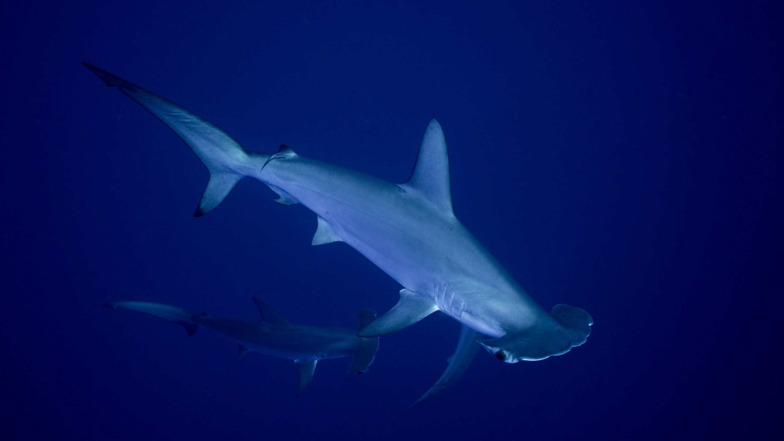 Sharks and rays gain landmark protections as nations move to curb international trade