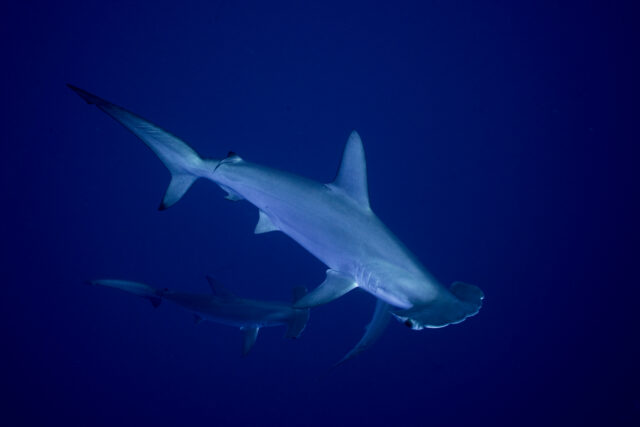 Sharks and rays gain landmark protections as nations move to curb international trade