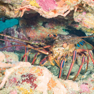 A spiny lobster hiding in a crevice in rocks.