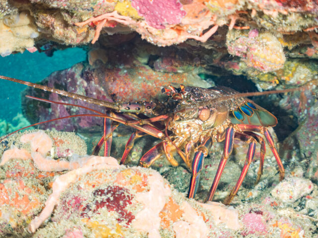 Looking for friends, lobsters may stumble into an ecological trap