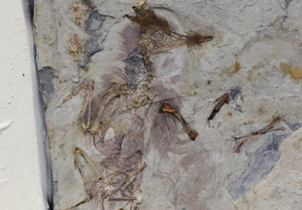 unlucky fossil bird, preserved with over 800 tiny rocks in its throat (visible as the gray mass next to the left of its neck bones).