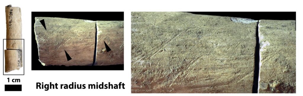 Bone modifications made with stone tools