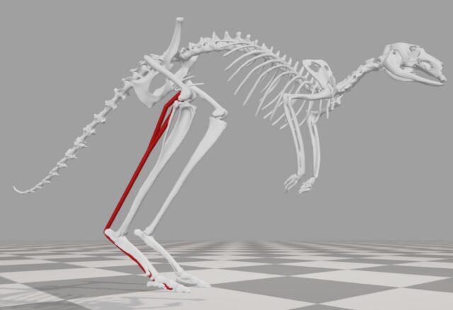 An illustration of the 3D musculoskeletal model of a kangaroo, developed by Lauren Thornton and colleagues.