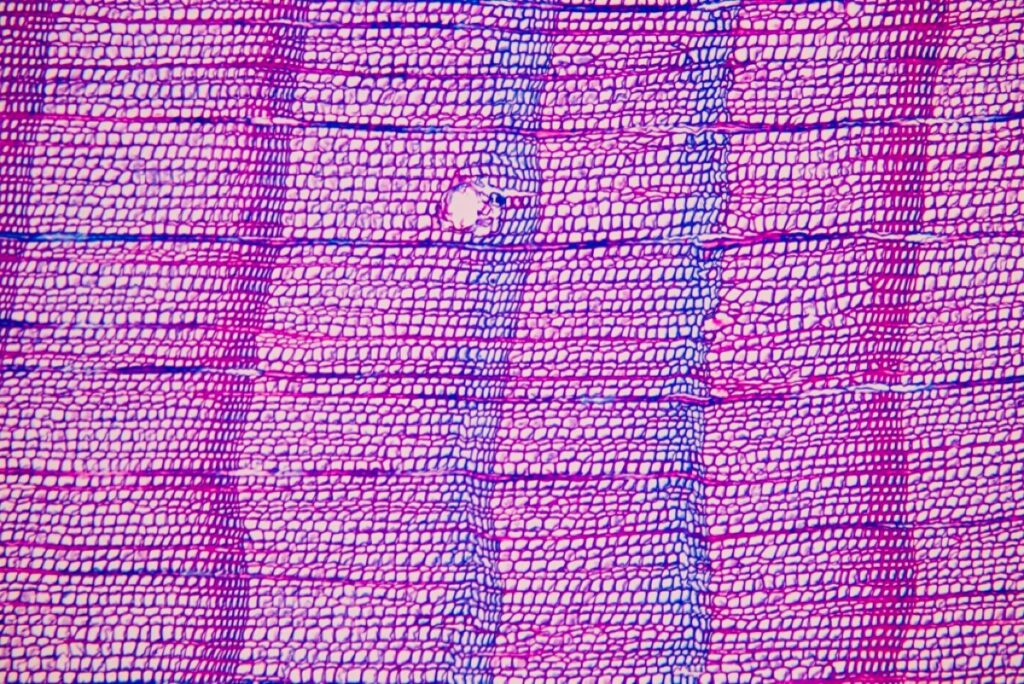 Close-up of tree ring samples taken from the Pyrenees, showing the telltale "blue rings"