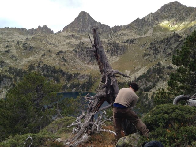 Taking tree samples from the Pyrenees