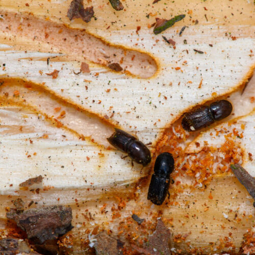 Fungus could be the insecticide of the future