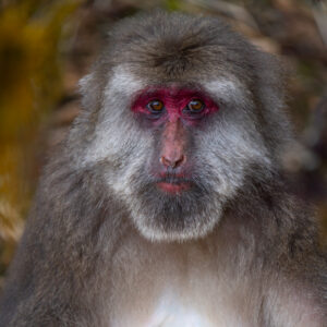 Captivating close-up portrait of a majestic Japanese macaque (snow monkey) gazing directly at the camera, its expressive red face and vivid crimson eyes conveying curiosity and wisdom amid a lush, blurred forest backdrop. The intricate details of its silver-gray fur, textured whiskers, and subtle pinkish muzzle highlight the raw beauty and intelligence of this iconic primate species. Ideal for themes of wildlife conservation, animal behavior, Asian nature expeditions, or exotic portraiture. High-resolution, royalty-free stock photo perfect for editorial magazines, educational content, travel posters, zoo promotions, or inspirational animal art.