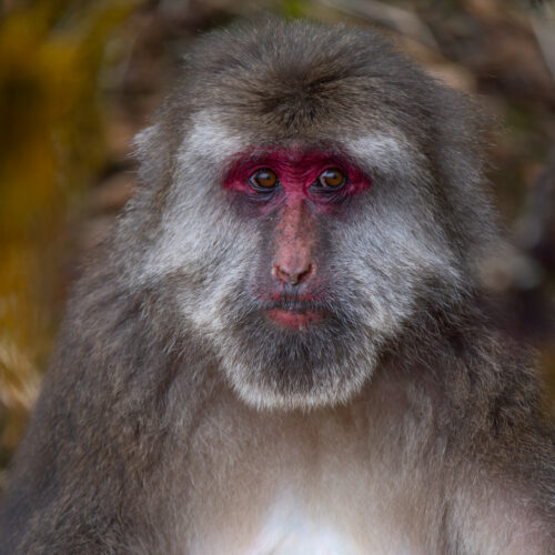 Macaque facial gestures are more than just a reflex, study finds