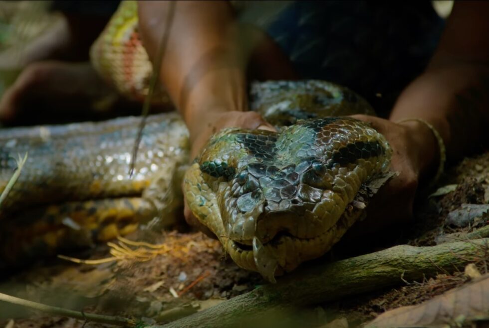Local Waorani guides subdue a giant green anaconda especially its head t