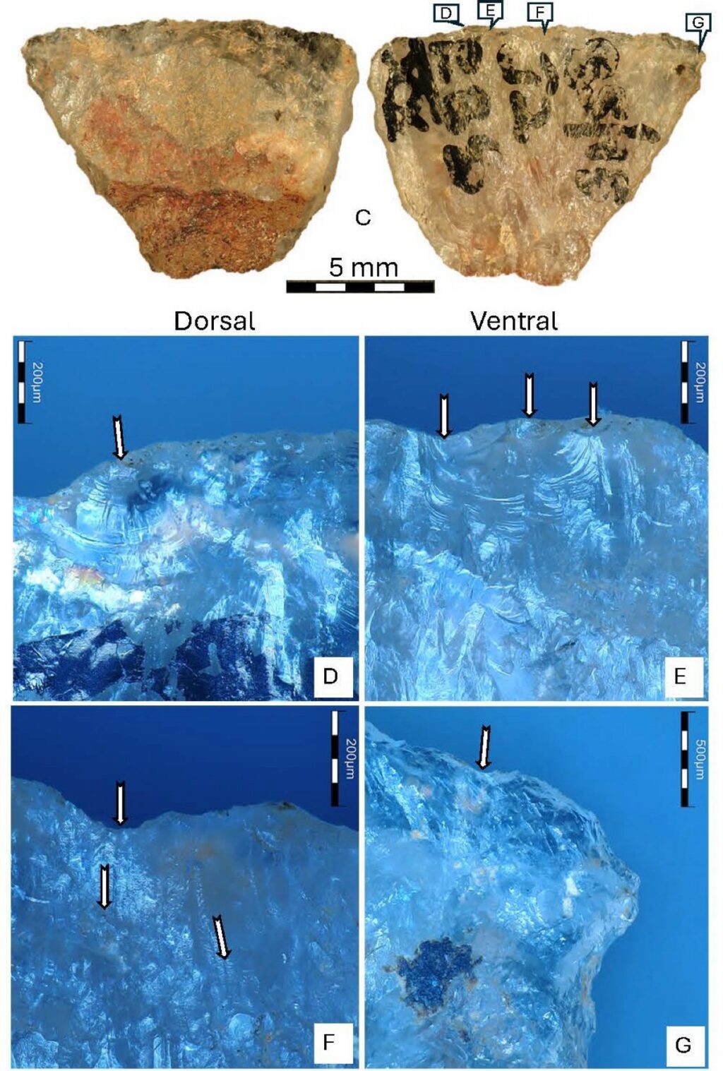 (A) The buphandrine and (B) epibuphanisine detected in sample 001. (C) Microlith 001 showing the red- dish poisonous adhesive residue still adhering to the dorsal backed portion of the tool, D- ­ G on the ventral edge correspond to the micrographs below. (D and E) Mi- croscopic impact scars along the sharp ventral edge, and (F) transverse microstria- tions initiating from the sharp ventral edge. (G) Impact scars on the transition between the sharp ventral edge and one of the lateral sides