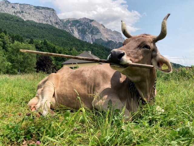 Meet Veronika, the tool-using cow