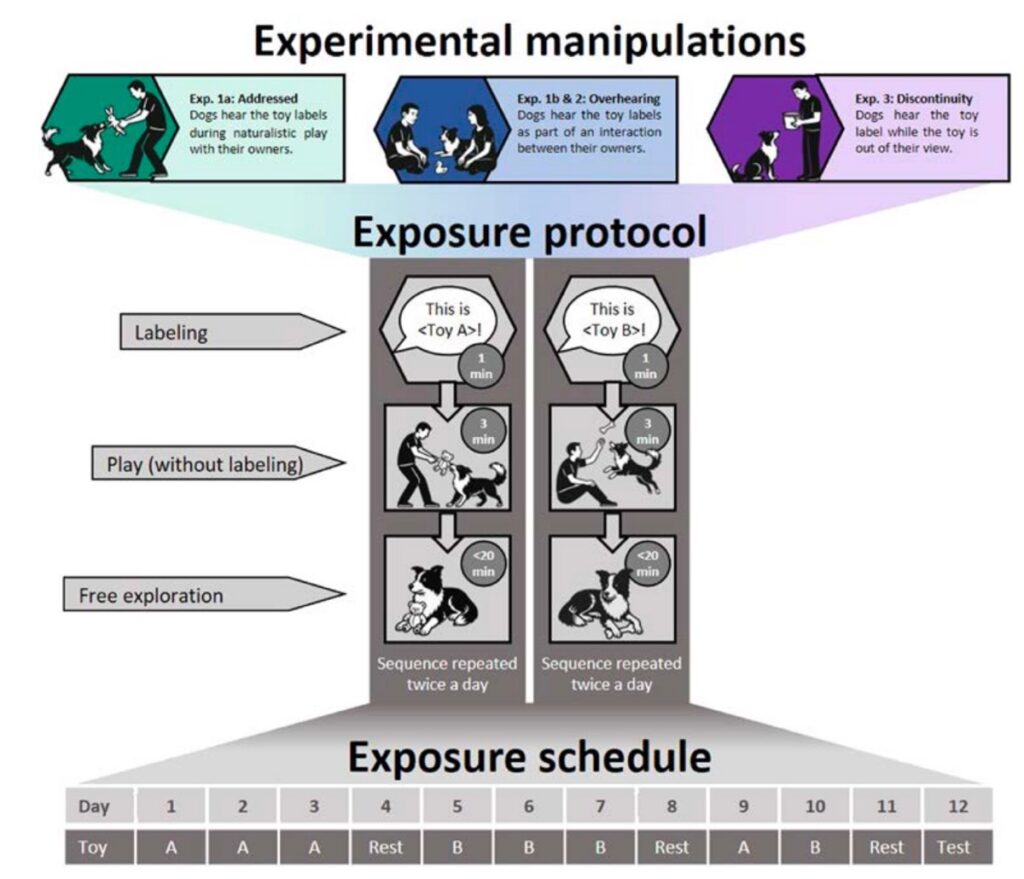 A graphical overview of the methods tested for teaching the dogs the names of toy labels.