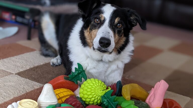 These dogs eavesdrop on their owners to learn new words - Ars Technica