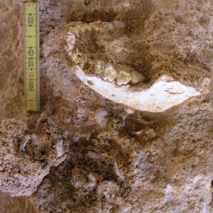 a photograph of a mandible laying partially buried in the dirt