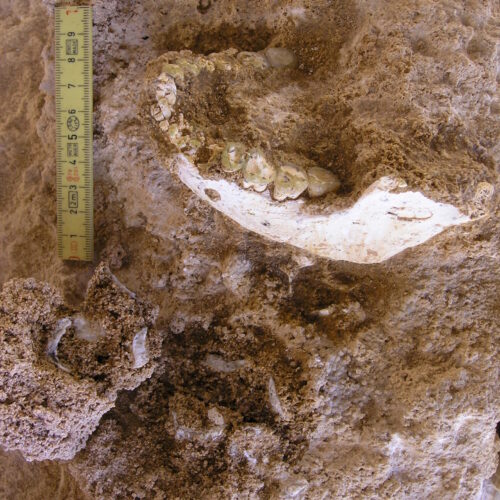 We have a fossil closer to our split with Neanderthals and Denisovans