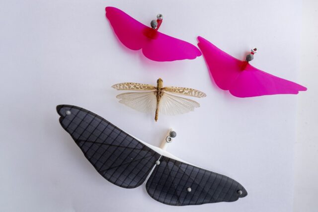 An American grasshopper sample with three iterations of model gliders.